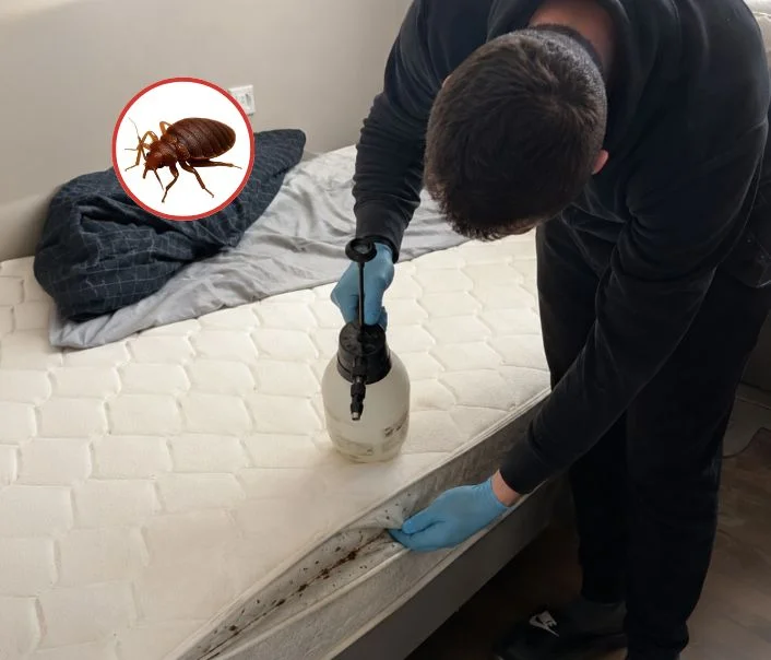 Technicien traitant un matelas contre les punaises de lit à Bazoches-sur-Guyonne